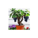 Çam Tohumculuk Siyah Üzüm Bonzai Ağacı Tohumu 5 Adet Bonsai Ağacı Tohumu