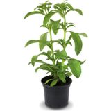 Çam Tohumculuk Stevia Ekim Seti 10 Adet Tohum Saksı Toprak Şekerotu