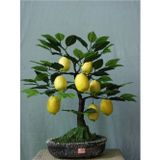 Çam Tohumculuk Tohumculuk Bodur Hin Limonu Bonzai Ağacı Tohumu 5 Adet Bonsai Ağacı Tohumu