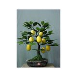 Çam Tohumculuk Tohumculuk Bodur Hin Limonu Bonzai Ağacı Tohumu 5 Adet Bonsai Ağacı Tohumu