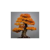 Çam Tohumculuk Tohumculuk Liquidambar Bonsai Ağacı Tohumu 5 Adet Bonsai Ağacı Tohumu