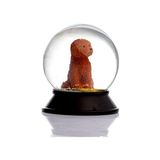 Cam ve Reçine Altın Patiler Köpek Toy Poodle (Tarçın) Kar Küresi Hediye - 0,35 lt