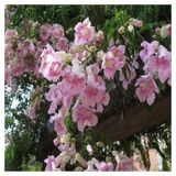 Campsis Radicans Acem Borusu Pembe 20-40 Cm