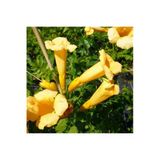 Campsis Radicans Sarı Acem Borusu Fidanı 30-60 Cm