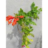 Campsis Radicans Sarmaşık Acem Borusu Çiçeği 50-70CM Saksılı Bahçe Balkon Çiçeği
