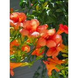 Campsis Radicans Turuncu Borazan Çiçeği 1 Adet 50-70CM Bol Çiçekli Acem Borusu