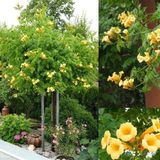 Campsis Radicans Yellow Trumpet Sarı Acem Borusu Fidanı 20-40 Cm