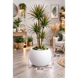 Can Botanik 20 cm Küre Saksı Beyaz Dekoratif Modern Plastik Saksı | Balkon Salon Ofis Uyumlu Şık Tasarım Yuvarlak Saksı