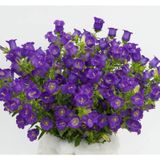 Çan Çiçeği Tohumu ( Mini Maviş ) Mavi Renkli - 5 Tohum