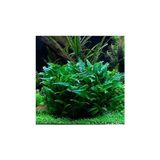 Canarino Cryptocoryne Wendtii Green Saksı Canlı Bitki