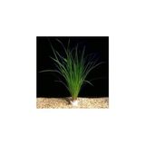 Canarino Cyperus Juncus Saksı Canlı Bitki