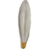Canarino L Boy Kalamar Kemiği(Iri Boy 10-15 cm Aralığında) - Option-1