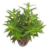 Canarino Limnophila Aromatica Saksı Canlı Bitki