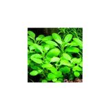 Canarino Lobelia Cardinalis Saksı Canlı Bitki