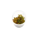 Canarino Ludwigia Mini Super Red In 200CC Canlı Bitki