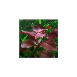 Canarino Ludwigia Repens Rubin Saksı- Canlı Bitki
