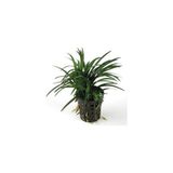 Canarino Ophiopogon Japonica Saksı Canlı Bitki P122