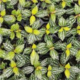 Canarino Pilea Cadierei Nana Saksı Canlı Bitki