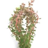 Canarino Rotala Rotundifolia Reddish Vietnam Saksı Canlı Bitki - Option-1