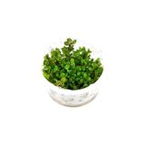 Canarino Rotala Sp Bonsai Saksı Canlı Bitki