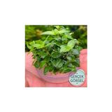 Canarino Staurogyne Repens Cup In Canlı Bitki - Option-1