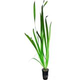 Canarino Vallisneria Gigantea Dev Saz Saksı Canlı Bitki