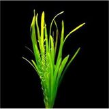 Canarino Vallisneria Spiralis Saksı Canlı Bitki - Option-1