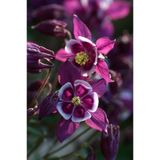 CANBOTANİK 15 Adet Dried Rose Color Haseki Küpesi Çiçek Tohumu