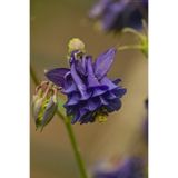 CANBOTANİK 15 Adet Özel Purple King Haseki Küpesi Çiçek Tohumu