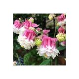 CANBOTANİK 15 Adet Özel Queen Pink Katmerli Haseki Küpesi Çiçek Tohumu