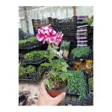 CANBOTANİK alaca sakız sardunya pembe beyaz