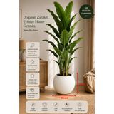 CANBOTANİK Binlerce Evde Tercih Edilen Modern Zamansız Dekoratif Saksı 30x40x30 BEYAZİçlikli