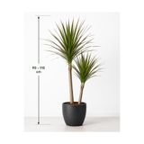 CANBOTANİK Dracena Marginata 90-110 cm Madagaskar Dragon Ağacı 2 gövdeli