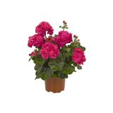CANBOTANİK Koyu Pembe Renkli Sardunya Çiçeği Fidanı Saksılı