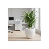 CANBOTANİK Lale Saksı Beyaz 52 Litre Modern Tasarım Büyük Boy İç Mekan Saksısı
