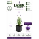 CANBOTANİK Lavanta fidesi 1 adet 30 40 cm yoğun kokulu