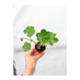 CANBOTANİK Mini Saksıda Sakız Sardunya Fidesi Karışık Renk