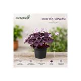 CANBOTANİK Mor Süs Yoncası Oxalis Tringularis kolay Bakım bitki