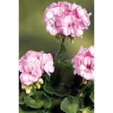 CANBOTANİK Sardunya Fidesi ( Pelargonium Zonale Classic Boylu ) Pink Picotee 1 Adet