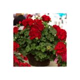CANBOTANİK Sarkan Grandeur İvy Deep Red Sakız Sardunya Fidesi (1 adet)