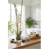 Candle Vase 50 cm El İşçiliği Birinci Sınıf Şeffaf Cam Vazo / Mumluk / Çiçeklik – Dekoratif Silindir Model