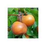 ÇANKIRI BOTANİK AŞILI 2 YAŞLI JAPON ARMUDU (NASHI) 150-170 CM