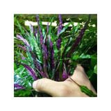 Canlı Akvaryum Bitkisi Hemigraphis Repanda, 5 Dal