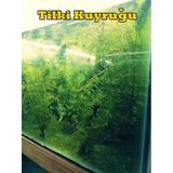 Canlı Akvaryum Bitkisi Tilki Kuyruğu 2 Bağ (ceratophyllum Demersum)