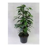 Canlı Benjamin Çiçeği 1 ADET Saksılı 40-60cm Ficus Benjamina