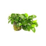 Canlı Bitki, Anubias Nana, 5-6 Yapraklı, Su Bitkisi
