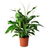 Canlı bitki, beyaz-yeşil, 24 cm, spathiphyllum cupido