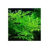 Canlı Bitki Hygrophila Difformis, 4-6 Kök Olarak