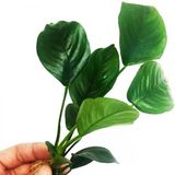 Canlı Bitki L013 Anubias Barteri Broad Leaf