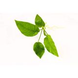 Canlı Bitki L014 Anubias Barteri Striped 5-6Yaprak